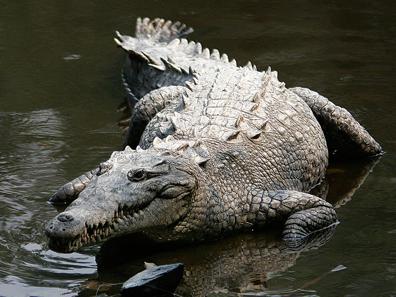 Crocodile Canoe Night Tour