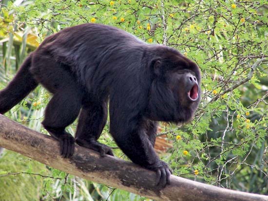 Baboon Sanctuary