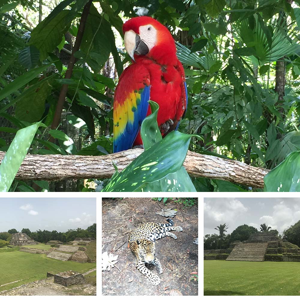 Altun Ha and Belize Zoo