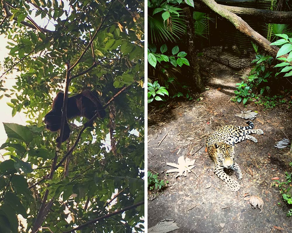 Belize Zoo and Baboon Sanctuary